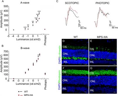 Retinal Degeneration in MPS-IIIA Mouse Model